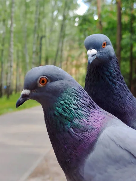 Два Голубиних Птахи Один Одним Крупним Планом Парку Тло Розмите — стокове фото