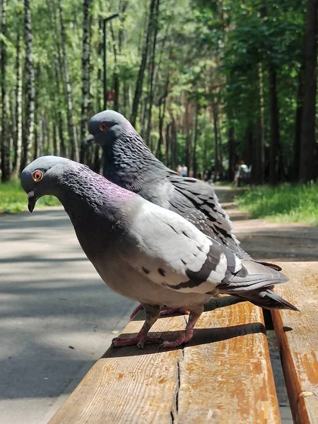 Zwei Taubenvögel Nacheinander Auf Einer Parkbank Aus Holz Die Hintergründe — Stockfoto