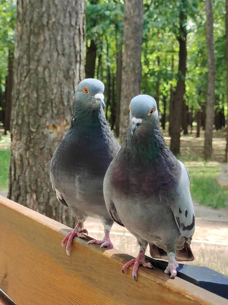 Duas Pombas Uma Uma Num Banco Madeira Fundo Está Desfocado — Fotografia de Stock