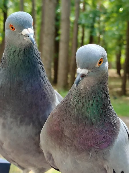 Two Pigeon Birds Very Close Look Lens Blurred Tree Background — ストック写真
