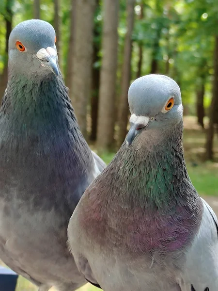 Zwei Taubenvögel Schauen Aus Nächster Nähe Die Linse Verschwommener Baumhintergrund — Stockfoto