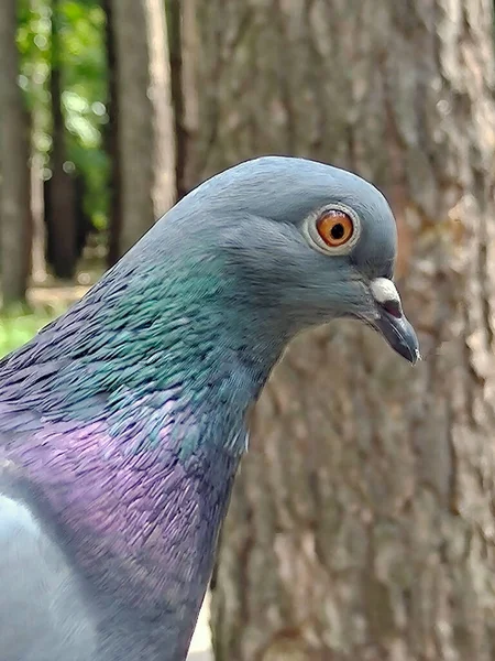 異なる色合いの首の虹彩を持つ鳩の鳥の頭と首のクローズアップ 背景がぼやけている — ストック写真