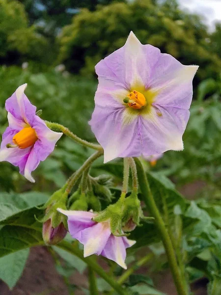 Pink Flowers Flowering Potato Bush Garden Close Background Blurry — ストック写真