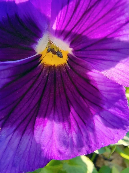 Ant Crawls Purple Flower Center Close — Fotografia de Stock