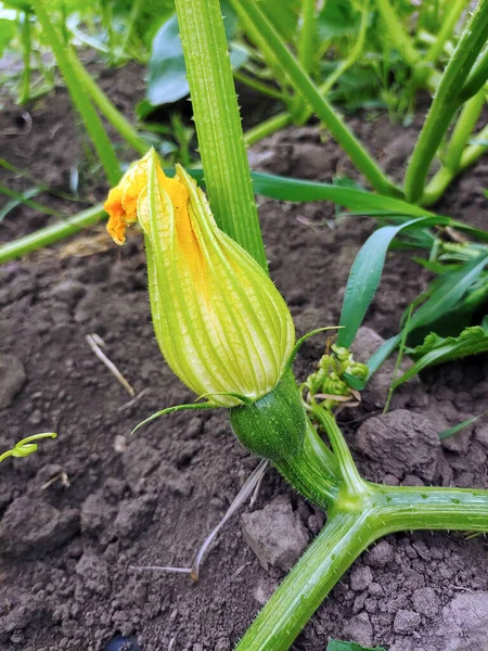 Close Flower Young Squash Embryo Plowed Field Background Blurry — Stok fotoğraf
