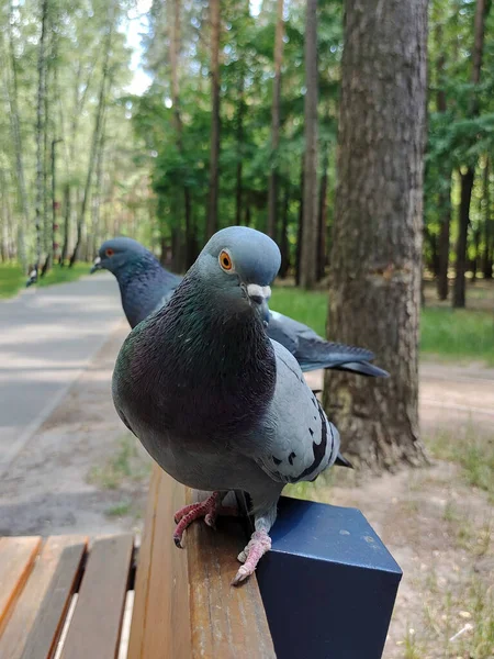 两只鸽子一个接一个地在木制的公园长椅上 背景很模糊 — 图库照片