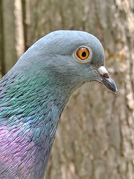 異なる色合いの首の虹彩を持つ鳩の鳥の頭と首のクローズアップ 背景がぼやけている — ストック写真
