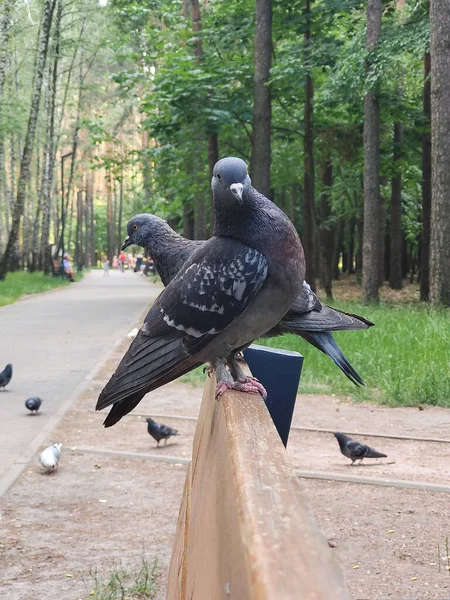 Zwei Taubenvögel Nacheinander Auf Einer Parkbank Aus Holz Die Hintergründe — Stockfoto