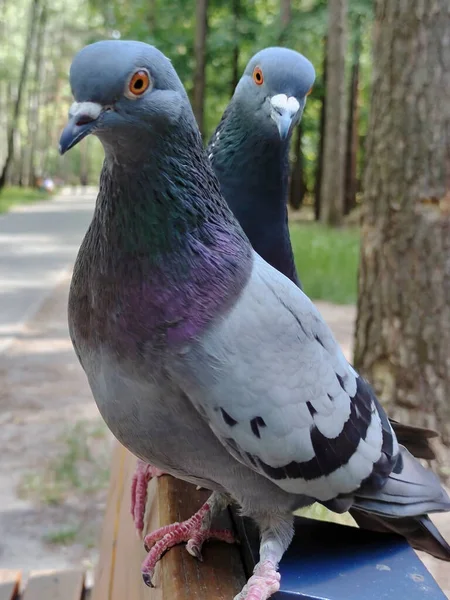 Two Dove Birds One One Close Park Background Blurry — Stock Photo, Image