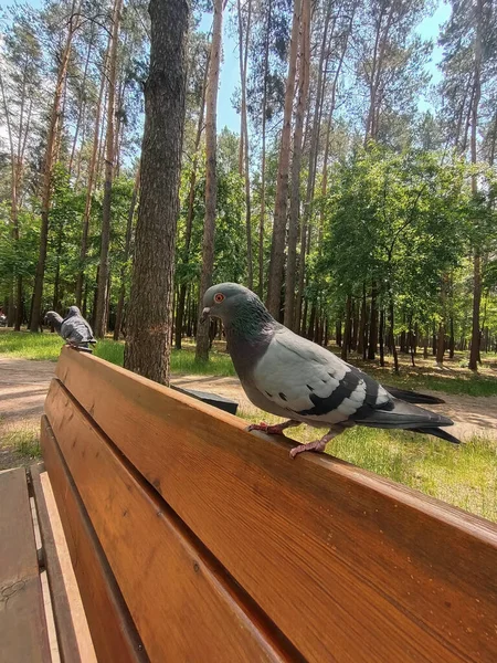 两只鸽子一个接一个地在木制的公园长椅上 背景很模糊 — 图库照片