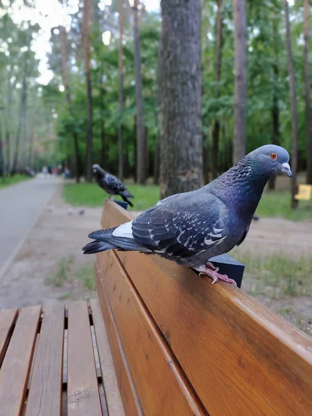 2羽の鳥が木の公園のベンチで1羽ずつ飛び立った 背景がぼやけている — ストック写真