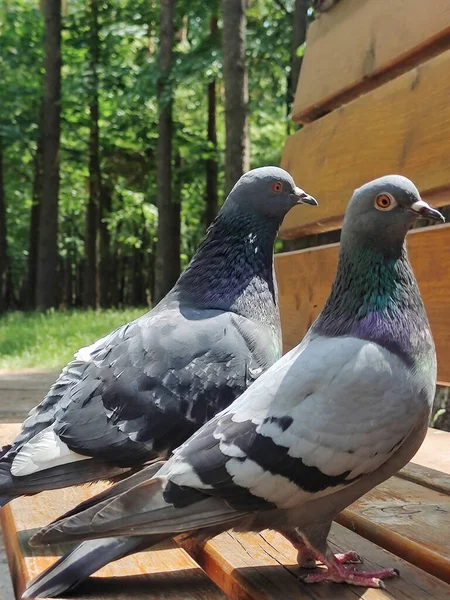 Два Голубиних Птахи Один Одним Крупним Планом Парку Тло Розмите — стокове фото