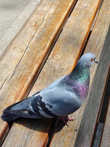 Pigeon Bird Close Sitting Wooden Bench Made Horizontal Planks — Stock Photo, Image