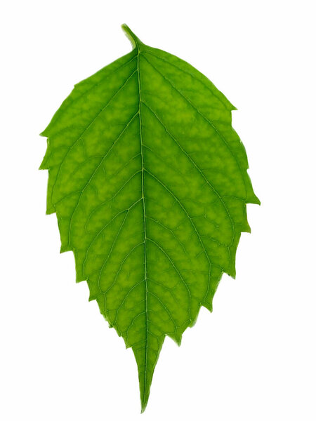 One large green leaf close-up on a white clipping path