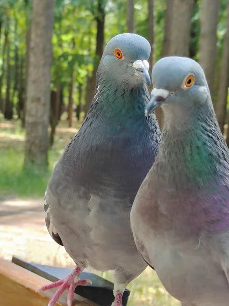 Två Duvfåglar Efter Träparksbänk Bakgrunden Suddig — Stockfoto