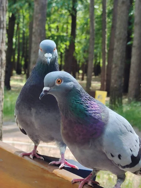 Two Dove Birds One One Wooden Park Bench Background Blurry — Fotografia de Stock