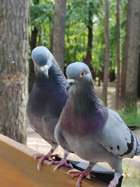 Two Dove Birds One One Wooden Park Bench Background Blurry — Foto de Stock