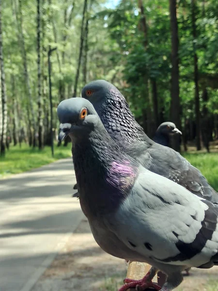 Two Dove Birds One One Wooden Park Bench Background Blurry —  Fotos de Stock