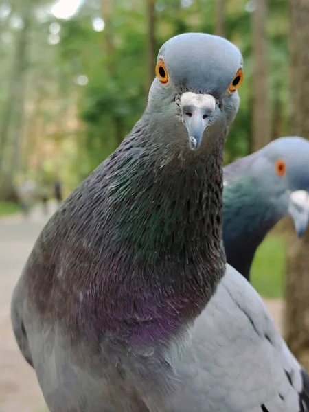 Dos Pájaros Paloma Uno Por Uno Cerca Parque Fondo Borroso —  Fotos de Stock