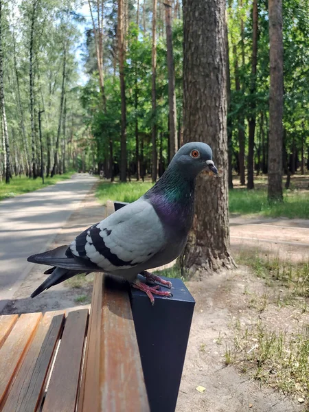 Güvercin Kuşu Yatay Kalaslardan Yapılmış Ahşap Bir Bankta Oturuyor — Stok fotoğraf