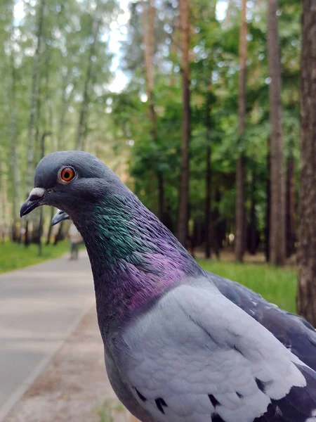 Две Голуби Одна Другой Деревянной Скамейке Парке Фон Размыт — стоковое фото