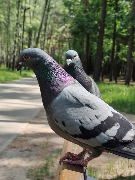 Two Dove Birds One One Wooden Park Bench Background Blurry —  Fotos de Stock