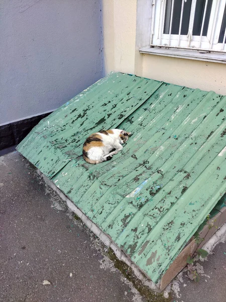 Eine Gefleckte Gefleckte Katze Schläft Friedlich Auf Der Gerippten Dachfläche — Stockfoto