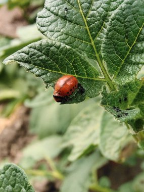Kırmızı Colorado patates böceği yeşil patates yaprağını yiyor.