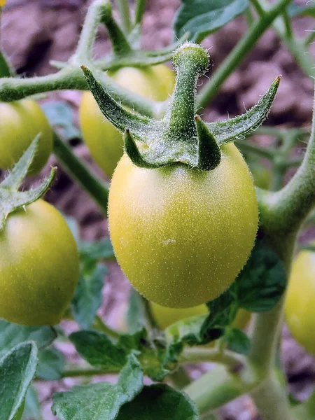 Few Unripe Green Tomatoes Grow Bush Close Background Blurry — Stok fotoğraf