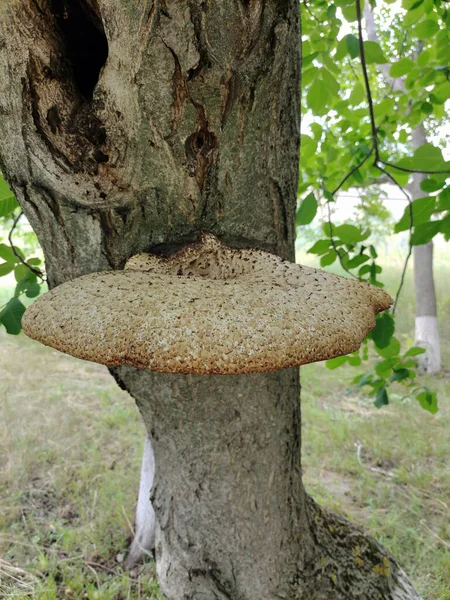 Large Parasitic Mushroom Grows Tree Trunk Close Bottom View — Stockfoto