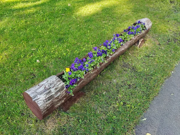 Decorative Flowerbed Flowers Hand Hewn Wooden Log Lying Grassy Lawn — Fotografia de Stock