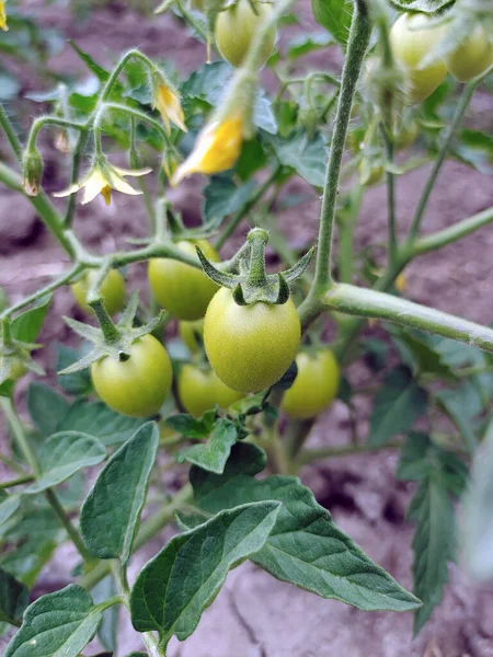 Μερικές Άγουρες Πράσινες Ντομάτες Φυτρώνουν Ένα Θάμνο Από Κοντά Φόντο — Φωτογραφία Αρχείου