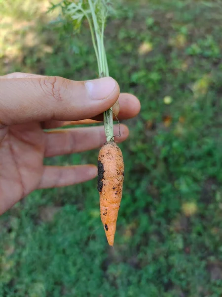A small vegetable carrot is held by a man's hand by the leaves. The background is blurred