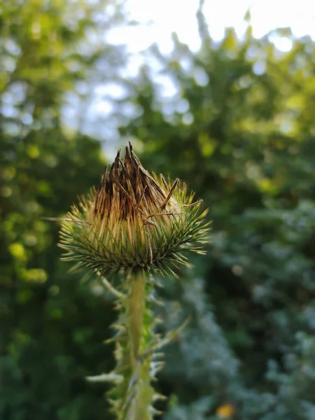 Dry Green Thistle Flower Sharp Spikes Close Blurred Background Leaves — Stock Photo, Image