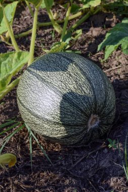 Green unripe pumpkin with leaves that weave along the ground. There are also pumpkins on the back blurred background