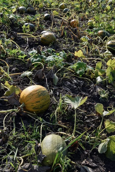 Field Plantation Unripe Pumpkins Leaves — ストック写真
