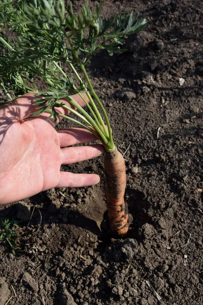 A hand pulls a young fresh carrot from the dry ground. Close up