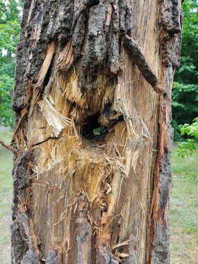 A through hole in a tree due to a projectile hit as a result of military operations in the Russian-Ukrainian war