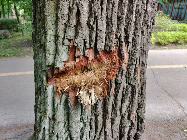 Bark Tree Park Torn Due Shell Hit Result Hostilities — Fotografia de Stock