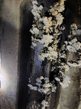 Beton bir duvardaki zindanda rutubetli bir mantar.