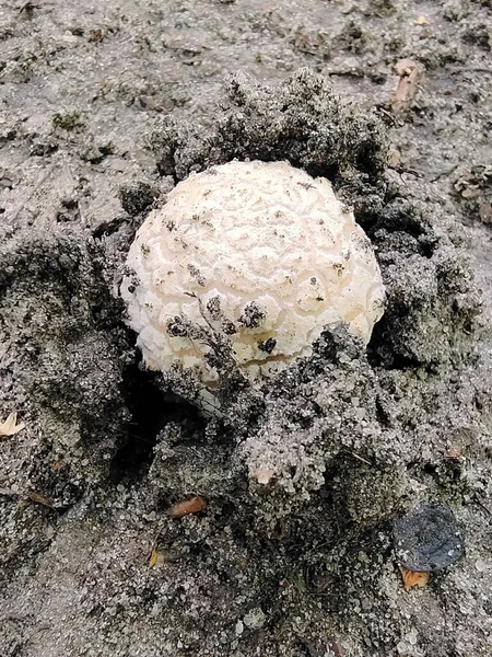 Mushroom Head Sprouts Ground Close — Fotografia de Stock