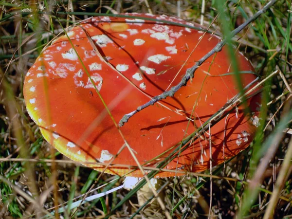 Βρώσιμο Δηλητηριώδες Κόκκινο Μανιτάρι Στο Γρασίδι Κοντινό Πλάνο — Φωτογραφία Αρχείου