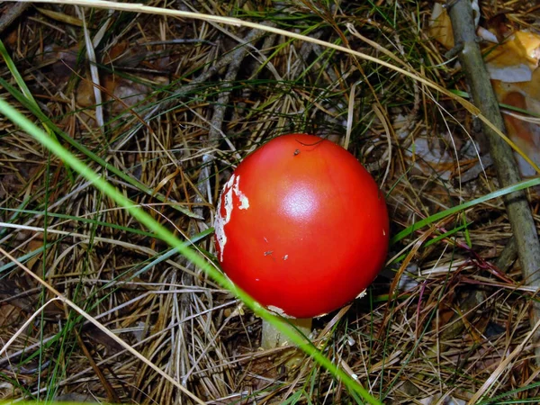 Inedible Poisonous Red Mushroom Grass Close — Fotografia de Stock