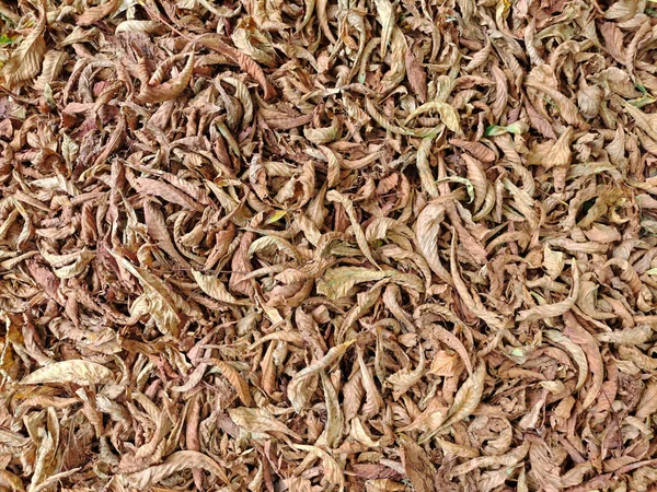 Dry Twisted Brown Chestnut Leaves Throughout Frame View — Stock Photo, Image