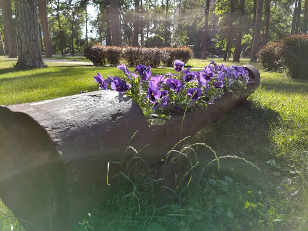 Decorative Flowerbed Flowers Hand Hewn Wooden Log Lying Grassy Lawn — 图库照片