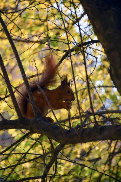 Squirrel Sits Tree Holds Walnut Its Paws Photographed Background Yellow — Fotografia de Stock