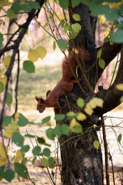 A squirrel sits on a tree and holds a walnut in its paws. Photographed from below against a background of yellow leaves