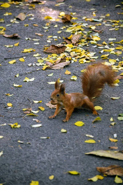 Squirrel Runs Asphalt City Park Walnut Its Teeth Leaves Lying — Stock Photo, Image