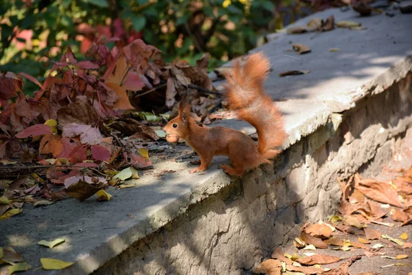 Squirrel Sits Curb City Park Walnut Its Teeth Her Branches — Fotografia de Stock