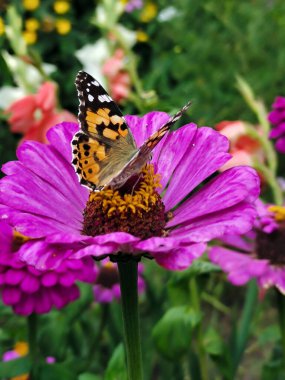 A mahogany butterfly sits on a pink flower. Side view, background of green and pink flowers